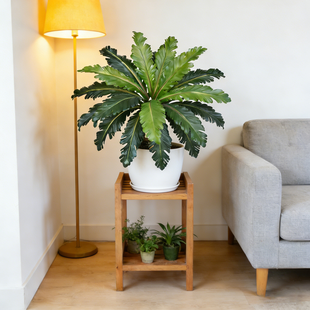 Sztuczne liście tropikalne, pe – Fiddle Leaf Fig recenzja i cena